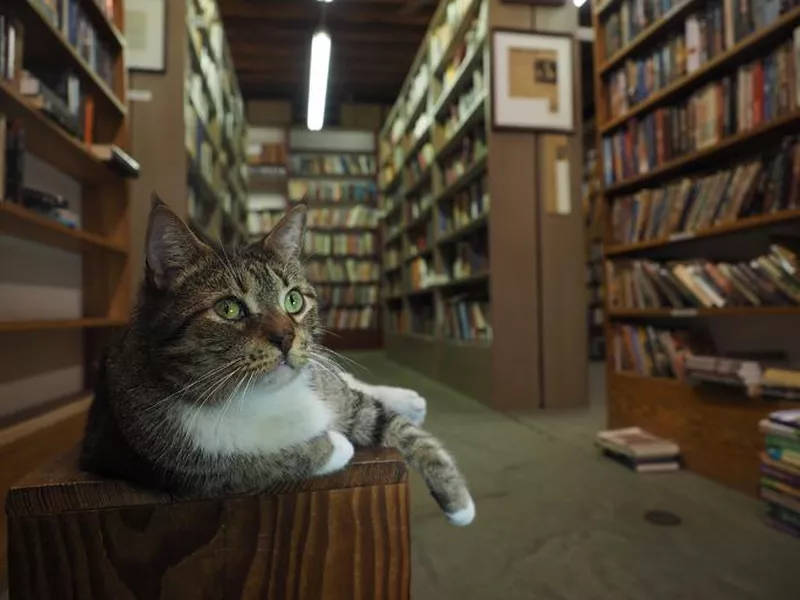 Beckham's Bookshop