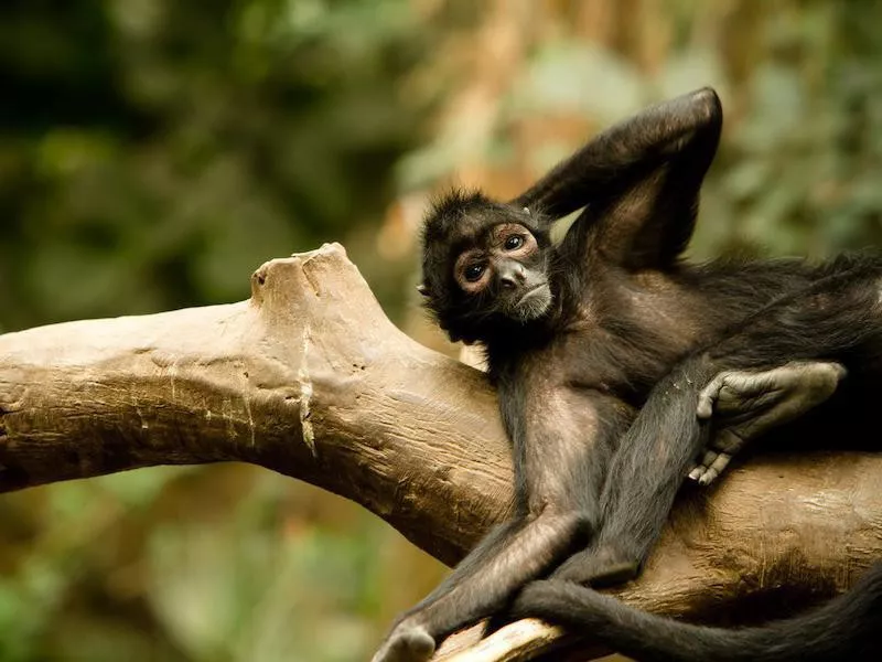 Henry Doorly Zoo