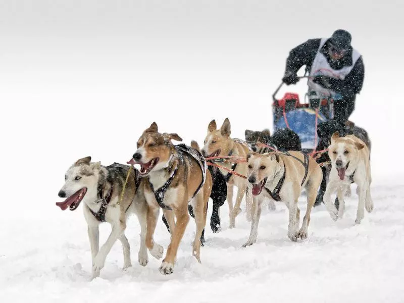 Mushing