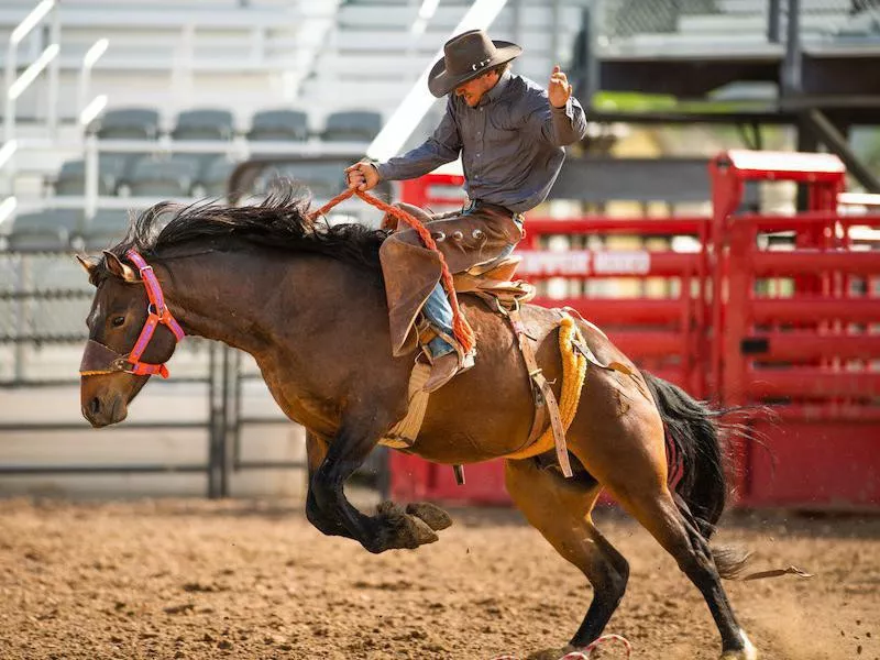 Rodeo
